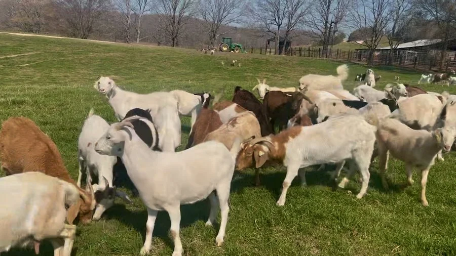 Large herd of goats for sale Alabama