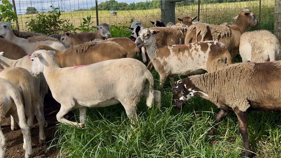 Katahdin sheep for sale in Alabama