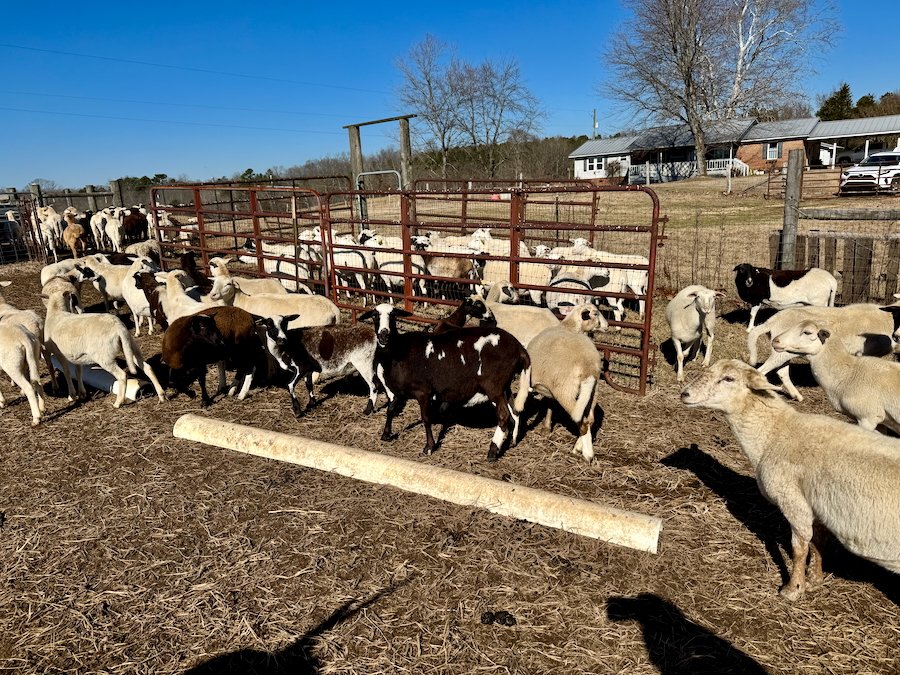 sheep for sale in Alabama