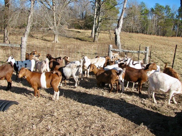 Goats for Sale Near Me Local Options for Buying Goats