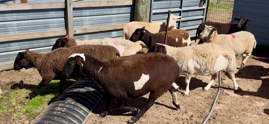 sheep for sale in Alabama