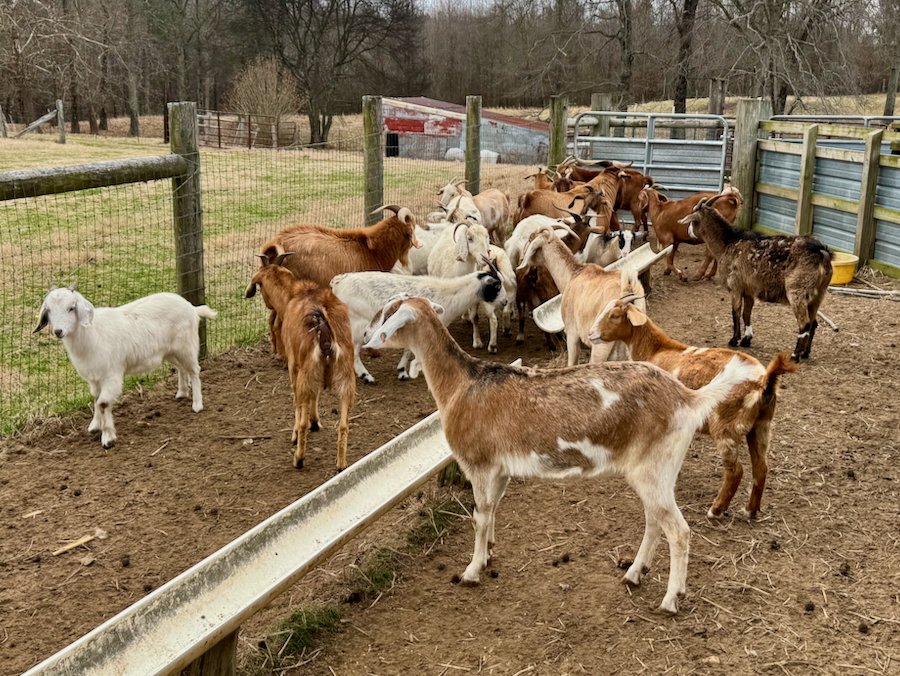 Goats for sale in Alabama Kiko Boer Savannah