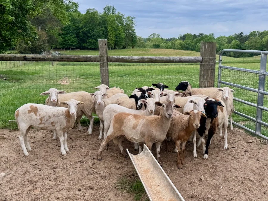 Ewe lambs for sale in Alabama