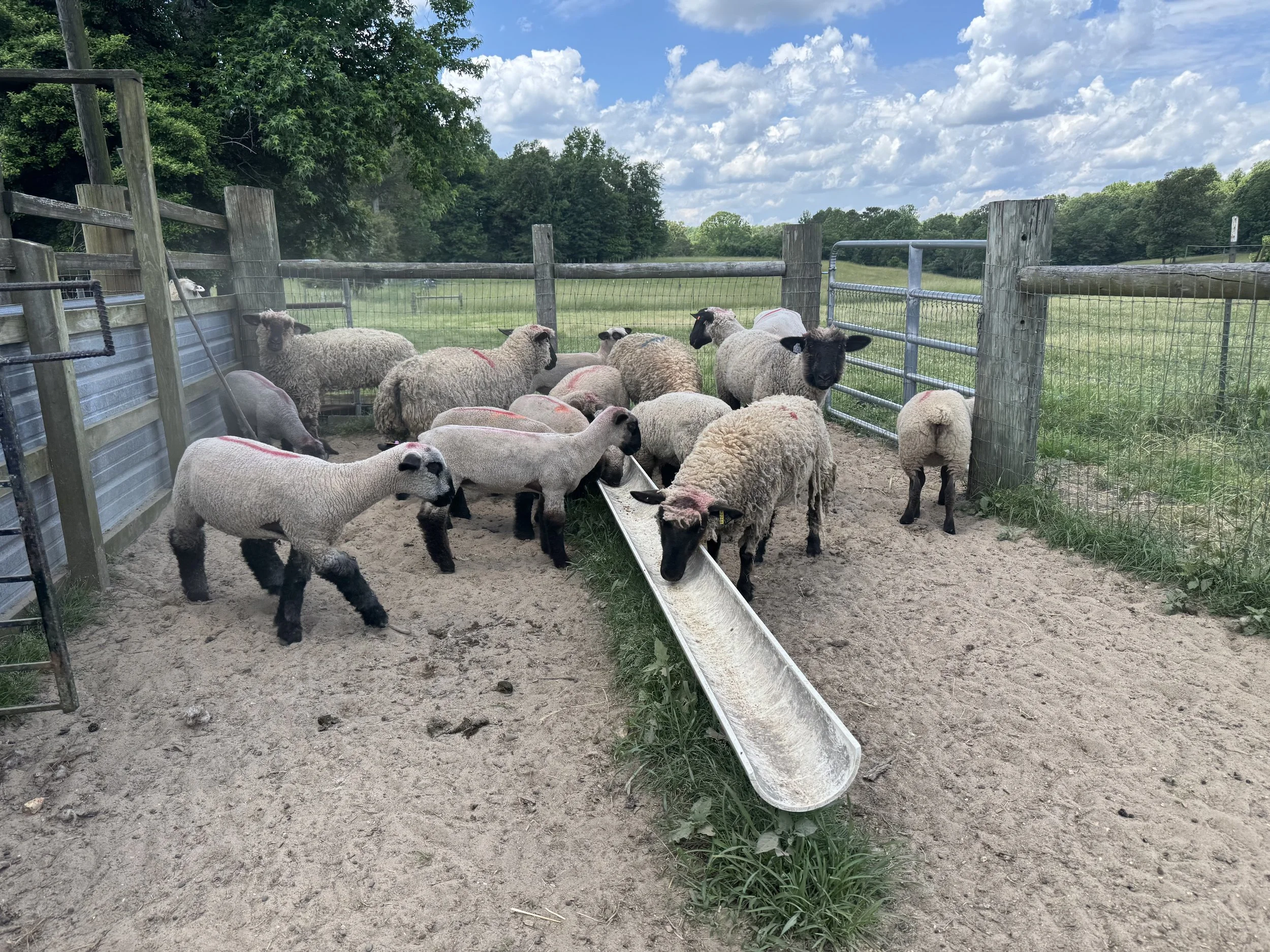 Wool sheep for sale in Alabama Suffolk Hampshire
