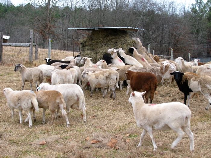 Rolling O Farm Sheep and Goats