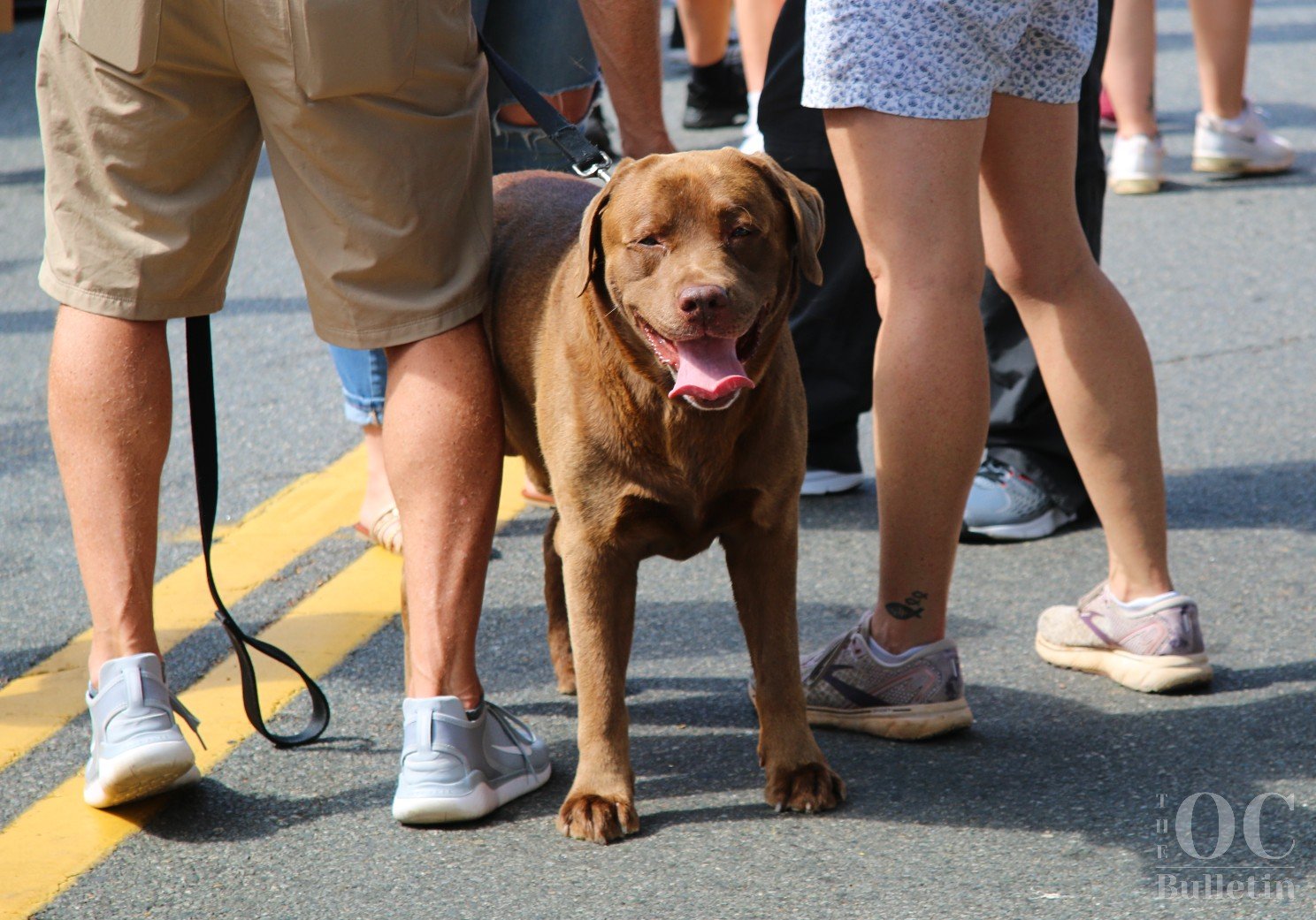  There were plenty of four-legged friends like this cutie at the street festival on Saturday. (Photo Credit: Andra Landi) 