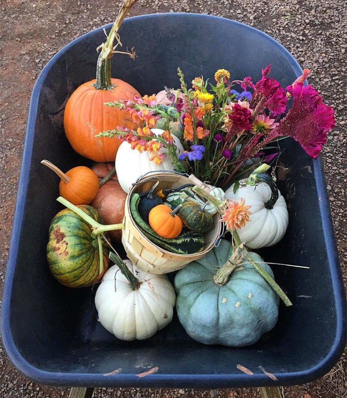  Liberty Mills Farm will hold its Fall Festival Sept. 30 to Oct. 1, with a corn maze, pumpkin patch, vendors and more. (Photo Credit: Courtesy of Liberty Mills Farm) 