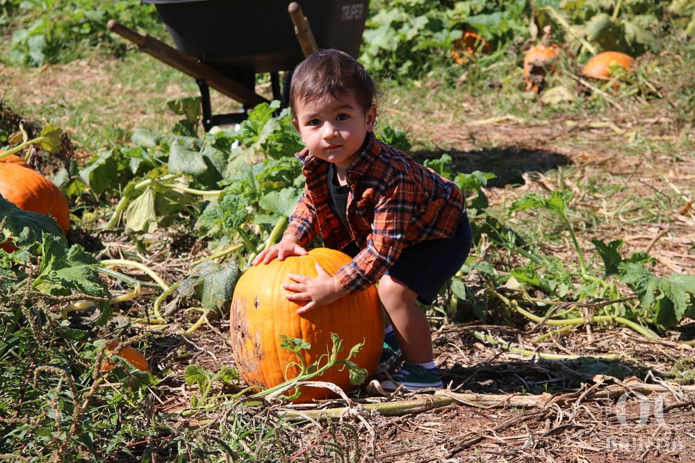  A youngster tries his best to lift a perfect pumpkin at Liberty Mills Farm. (Photo Credit: Andra Landi) 
