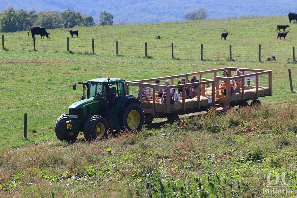  Liberty Mills Farm offered hayrides throughout the day during the Fall Farm Festival. (Photo Credit: Andra Landi) 