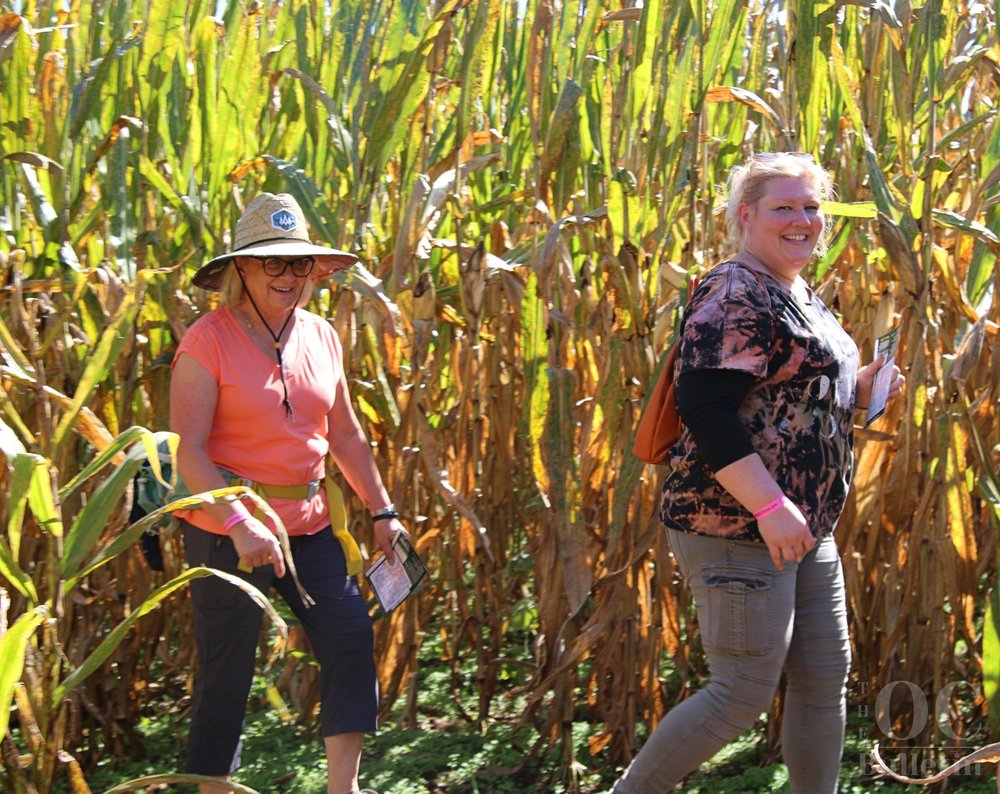  A pair of adventure-seekers take on the corn maze at Liberty Mills Farm on Oct. 1. (Photo Credit: Andra Landi) 