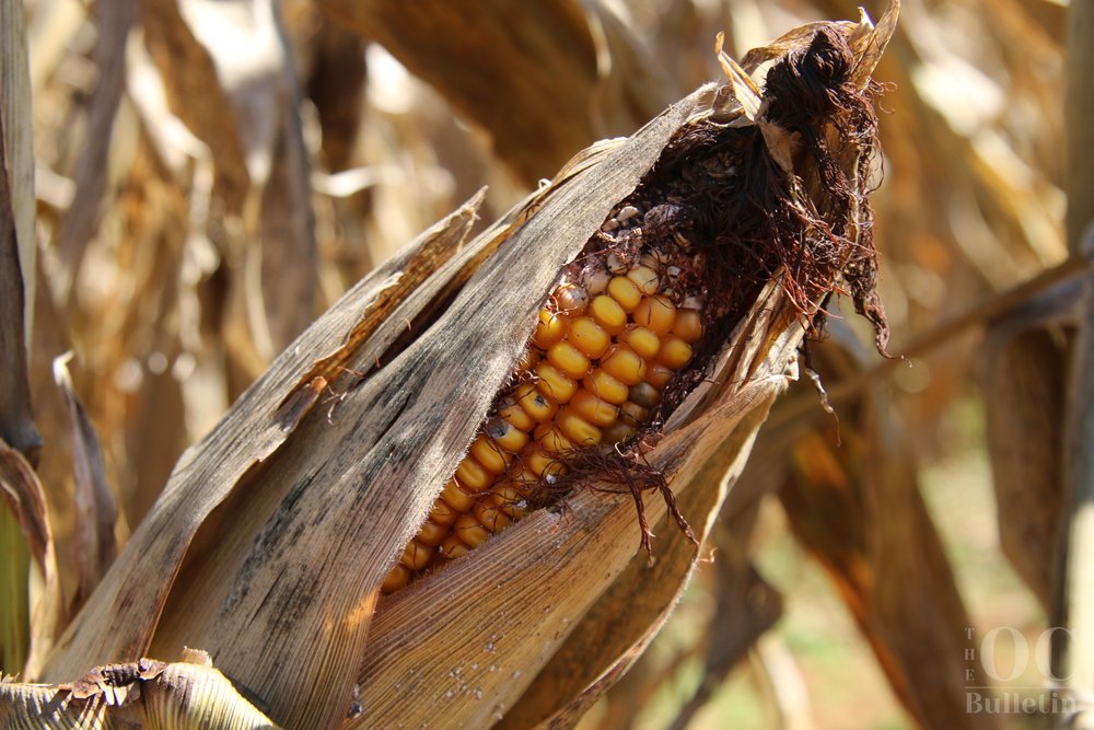  An ear of corn peeks out of its husk inside of the Liberty Mills Farm corn maze. (Photo Credit: Andra Landi) 