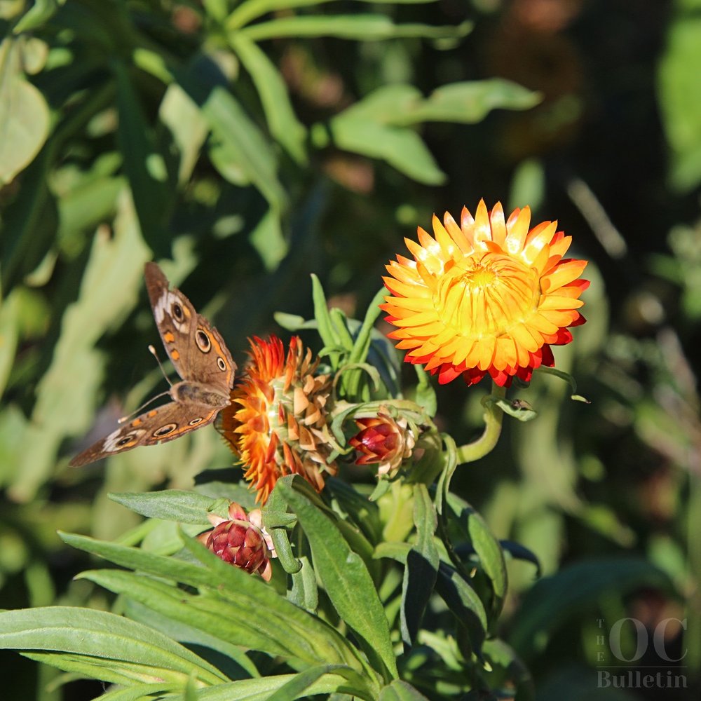  A butterfly rests on a strawflower in bloom at Liberty Mills Farm on Sunday, Oct. 1. (Photo Credit: Andra Landi) 