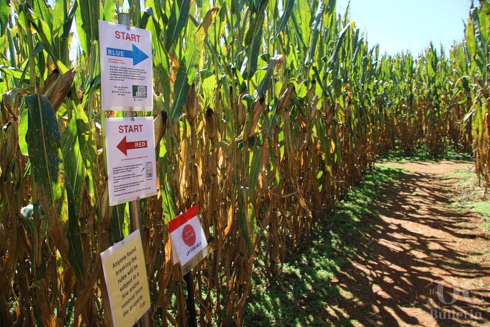  With four challenge levels encompassing 34 acres at the Liberty Mills corn maze, which one will you choose? (Photo Credit: Andra Landi) 