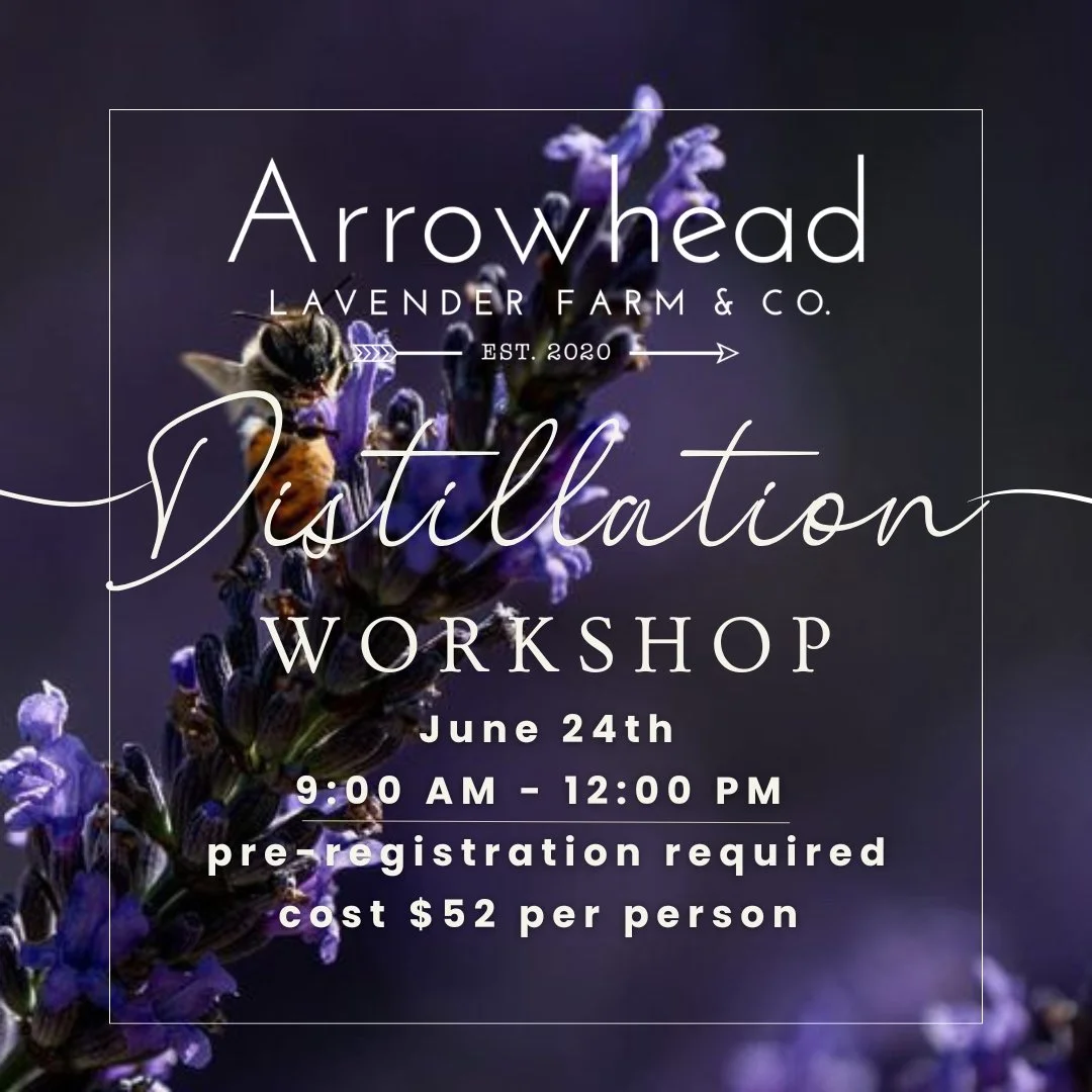 Essential Oil Distillation 101