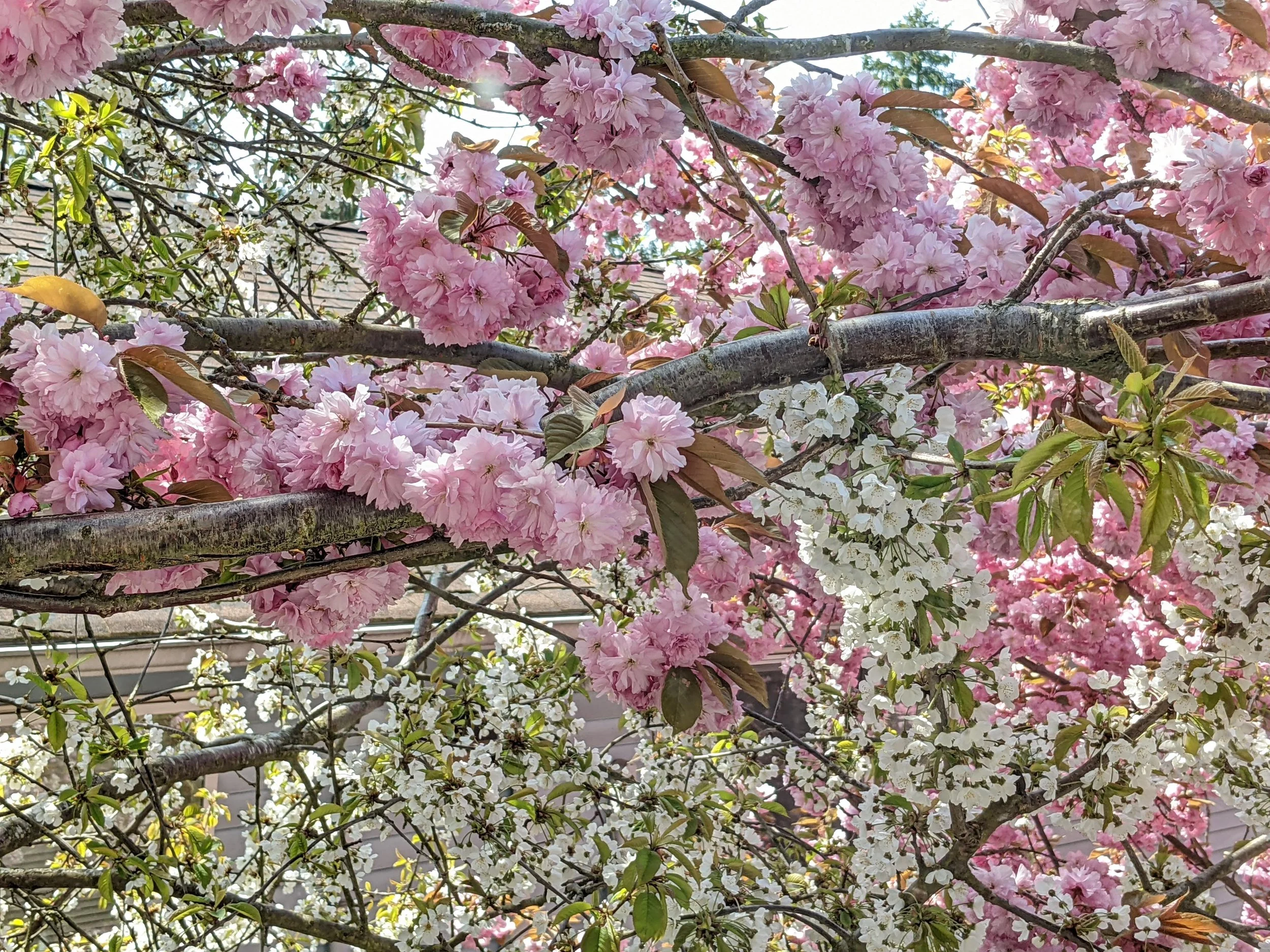 Adult ADHD: Connect, Support, Learn