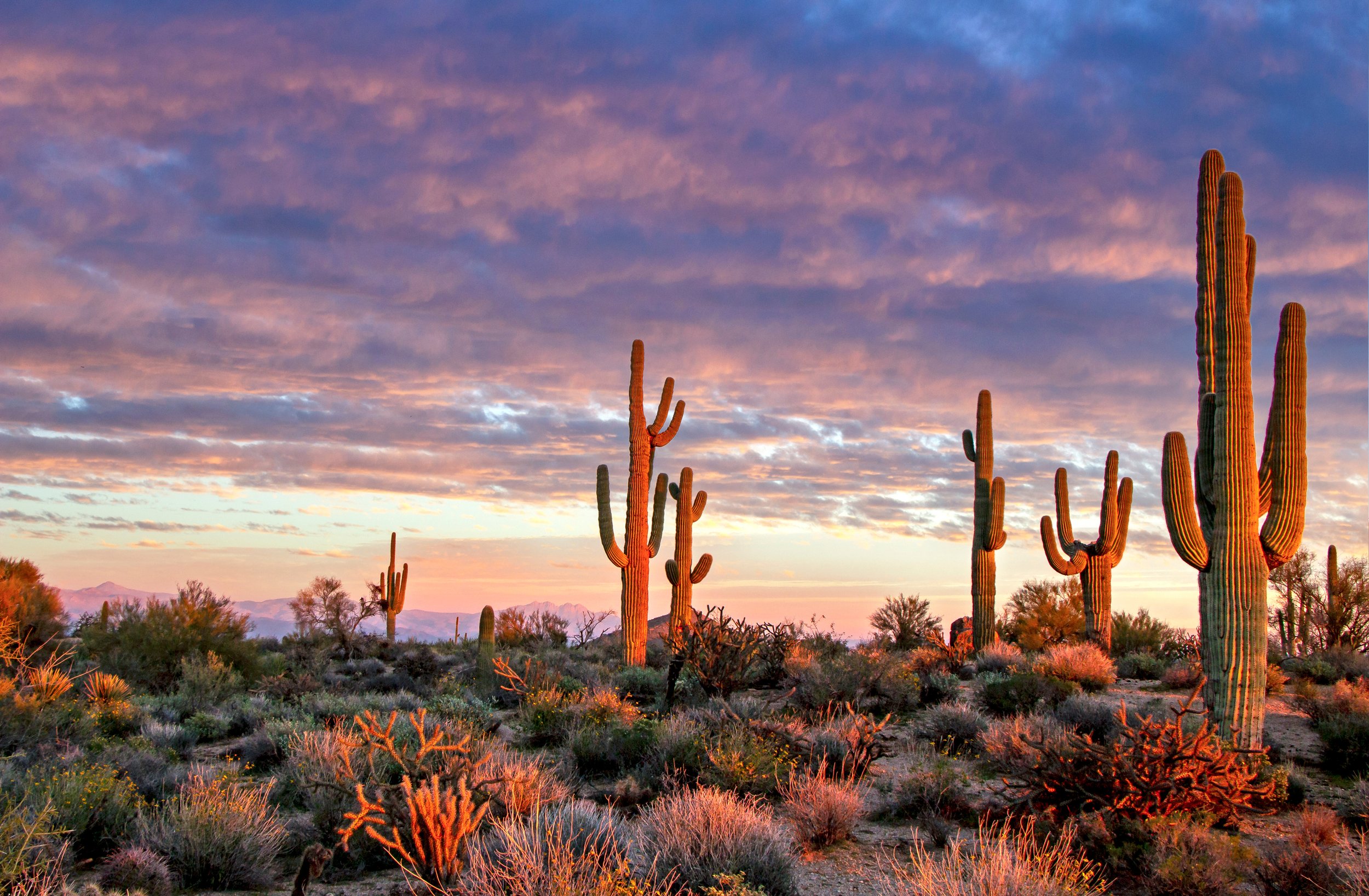 About — Calm Cacti