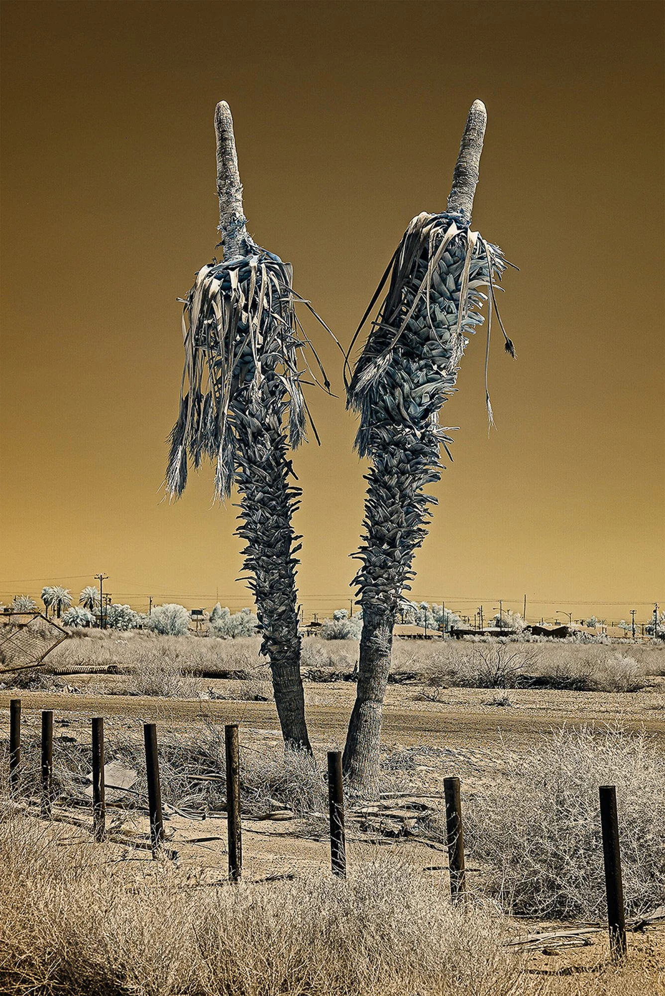 Bifurcation, Niland
(infrared image from - Rift: Unearthing the Divide Along the San Andreas Fault)