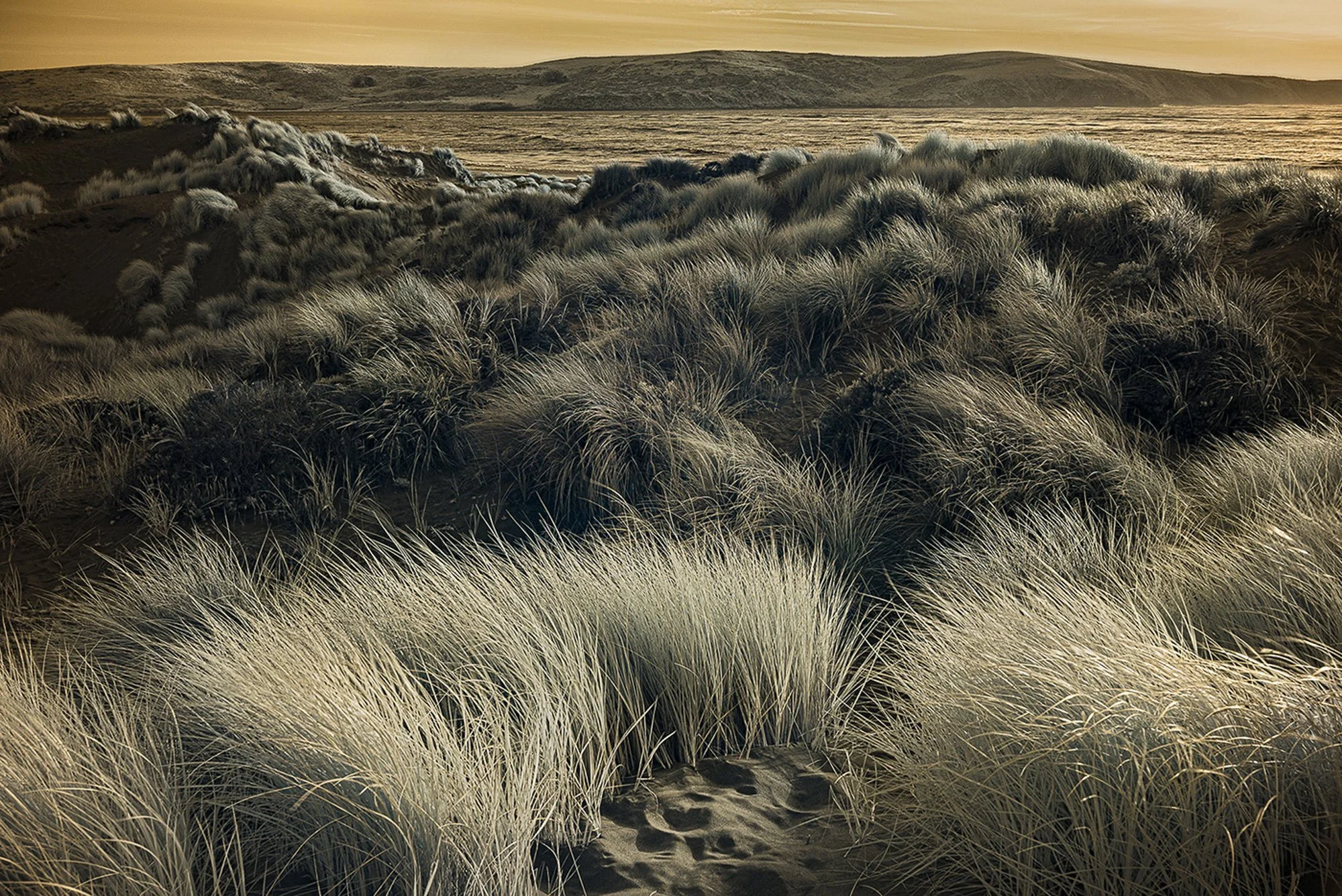 Shifting Winds, Dillon Beach
(infrared image from - Rift: Unearthing the Divide Along the San Andreas Fault)
