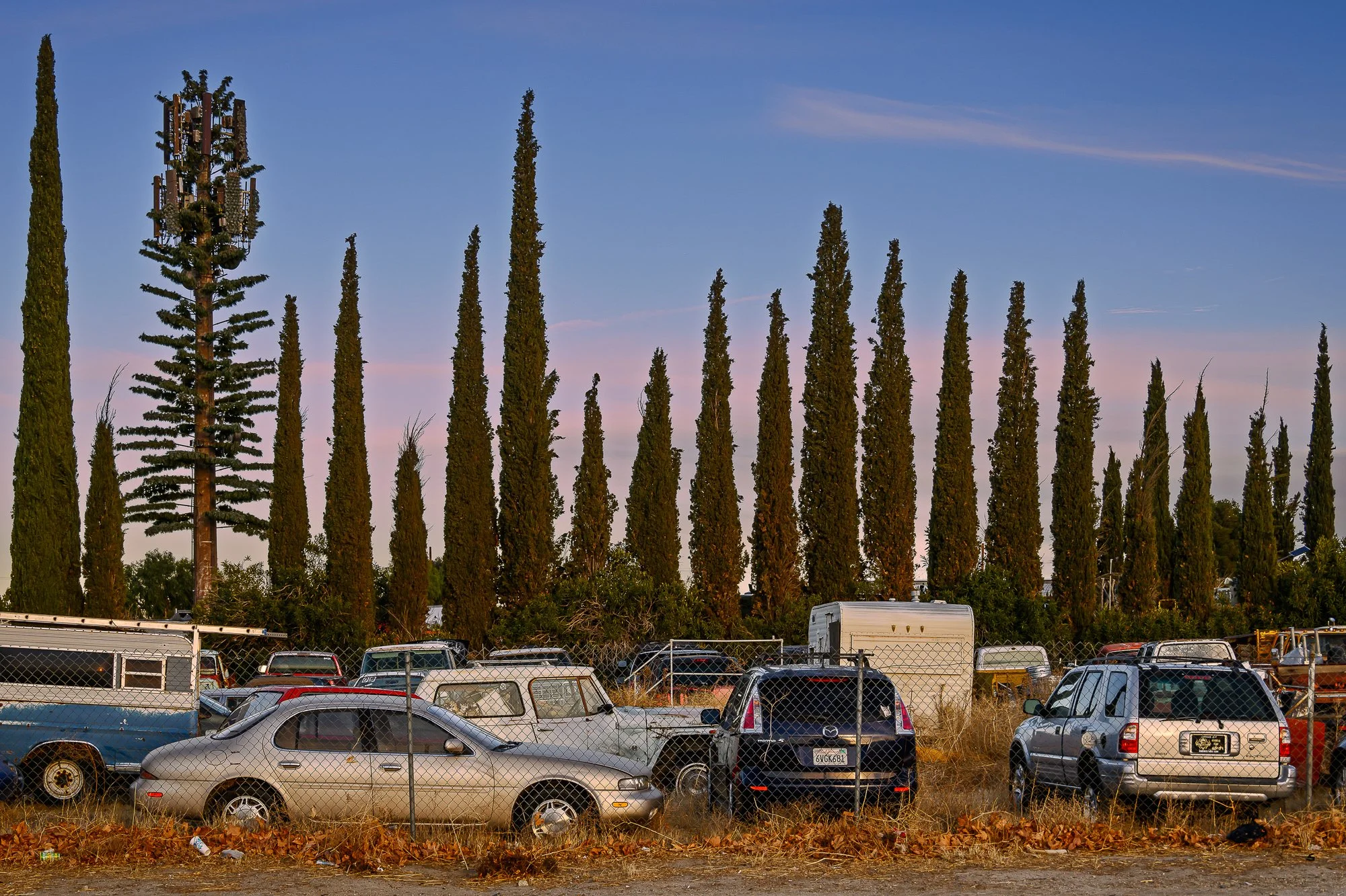 Fauxliage - Cypress Row, Littleorck, CA