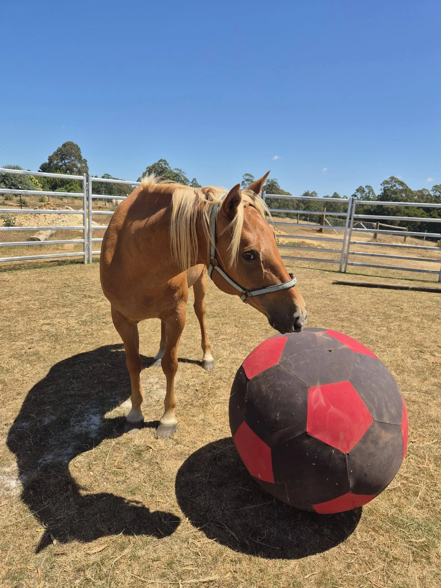 The Feedback Field: Reflections from Our First Program