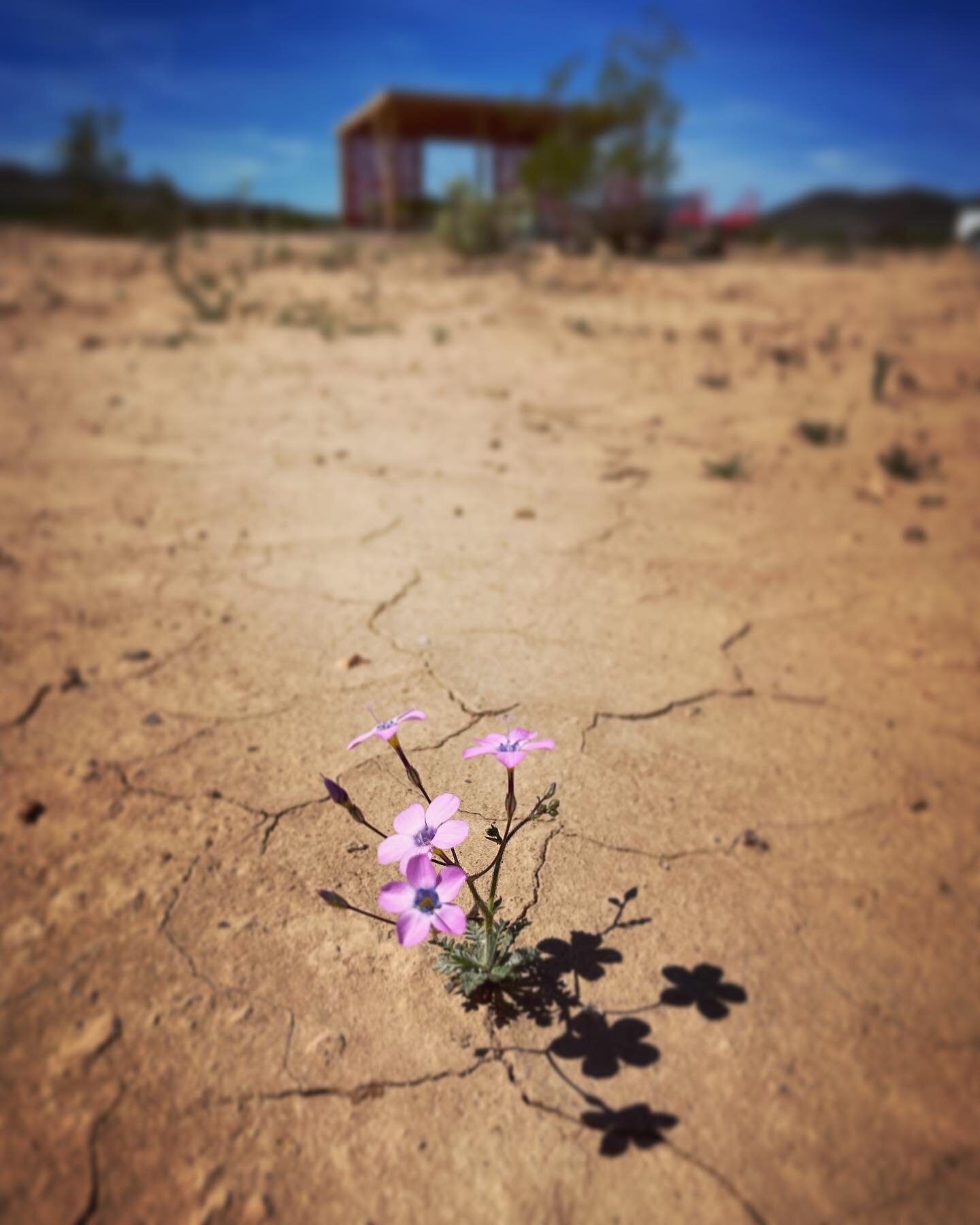The Earth nurtures all wild and beautiful things🌸 Happy Earth Day from Cherry Cloud&rsquo;s first superbloom!😜🥰

#earthday 
#deathvalley 
#superbloom
#desertwildflowers 
#cherrycloudsoasis 
#deathvalleysuperbloom