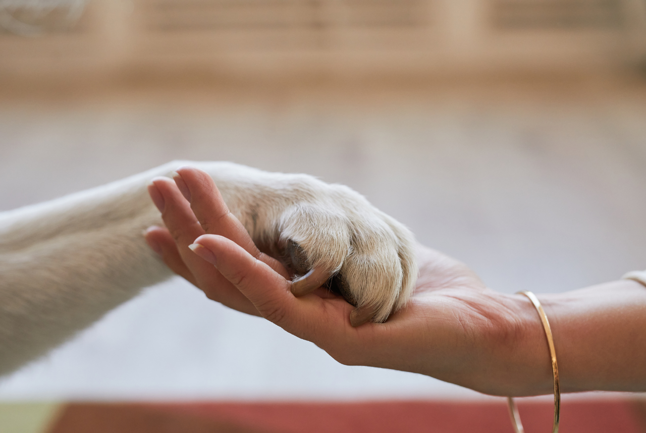 Can I Be With My Pet During Euthanasia?