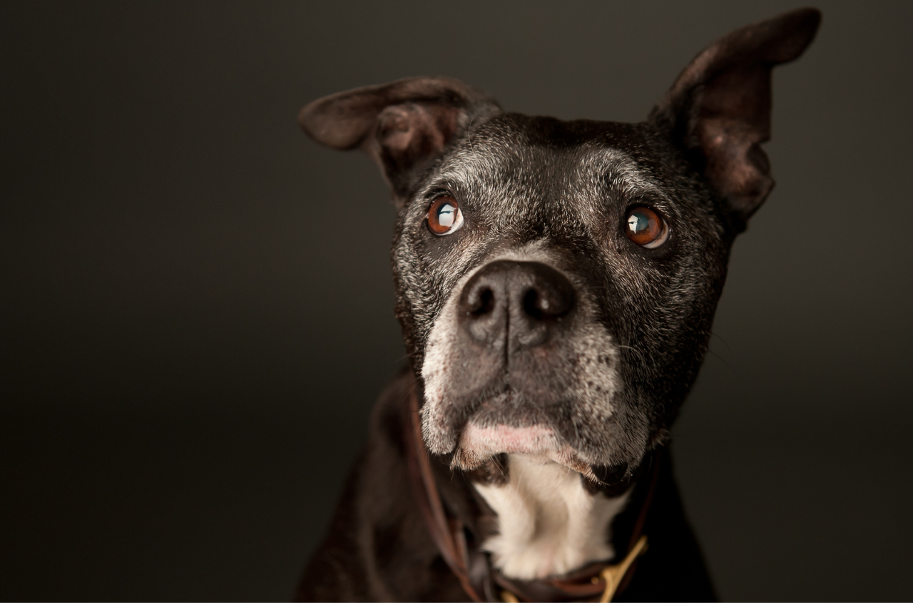 How Do I Know It’s Time to Consider Euthanasia for My Pet?