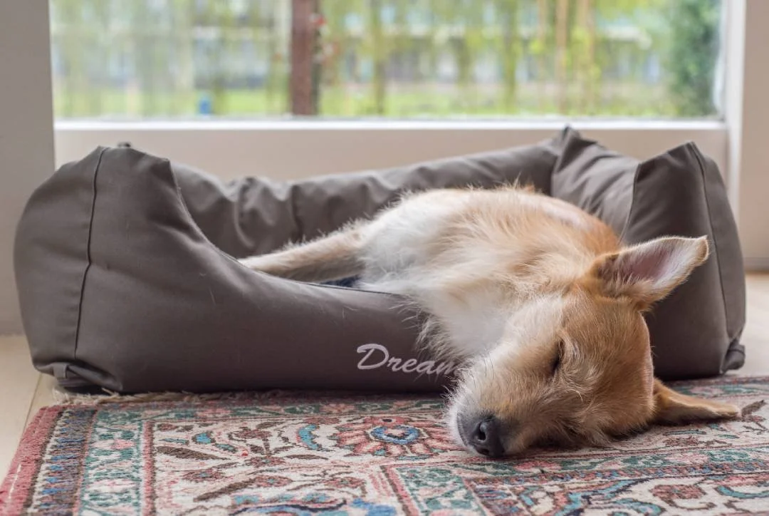 Planning for End-of-Life and Euthanasia Care During Adelaide Heatwaves