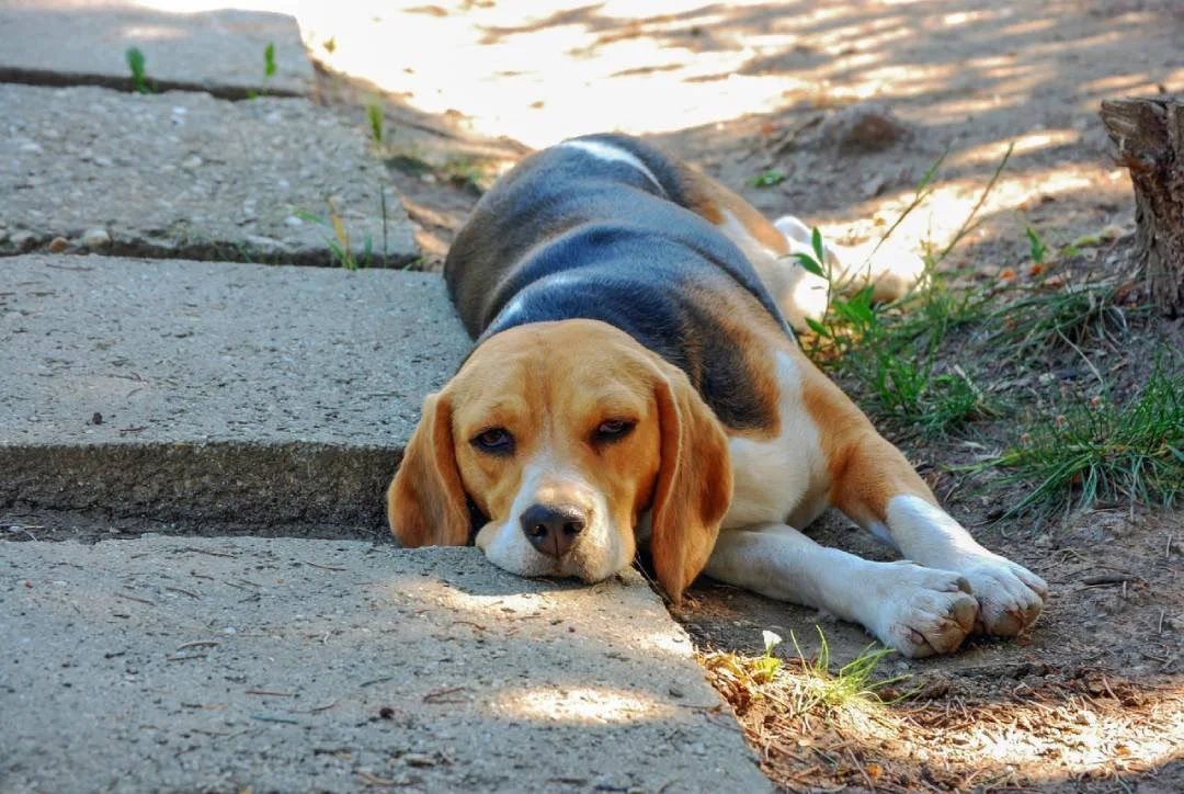How Adelaide Heatwaves Affect Elderly and Vulnerable Pets