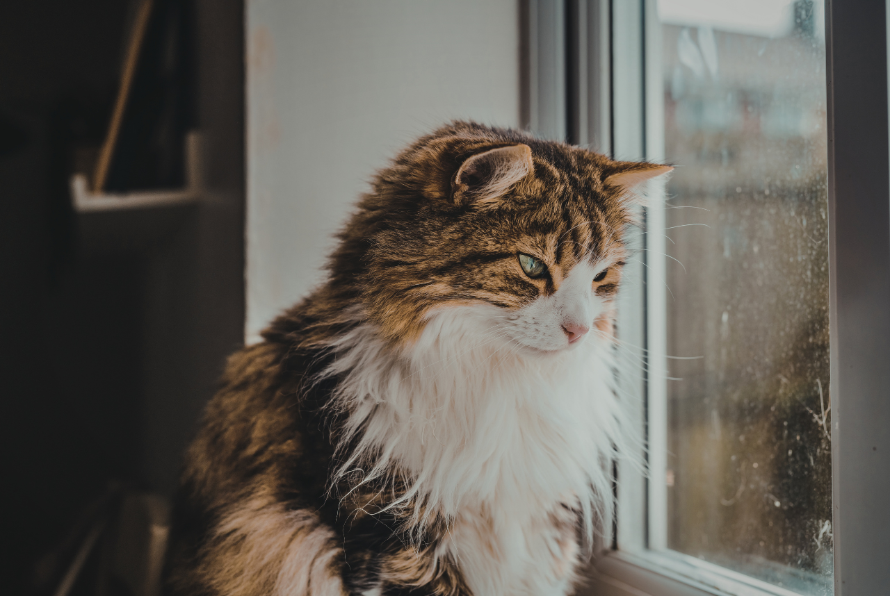 How Do You Know If Your Cat Is In Pain? Key Signs Every Cat Owner Should Know
