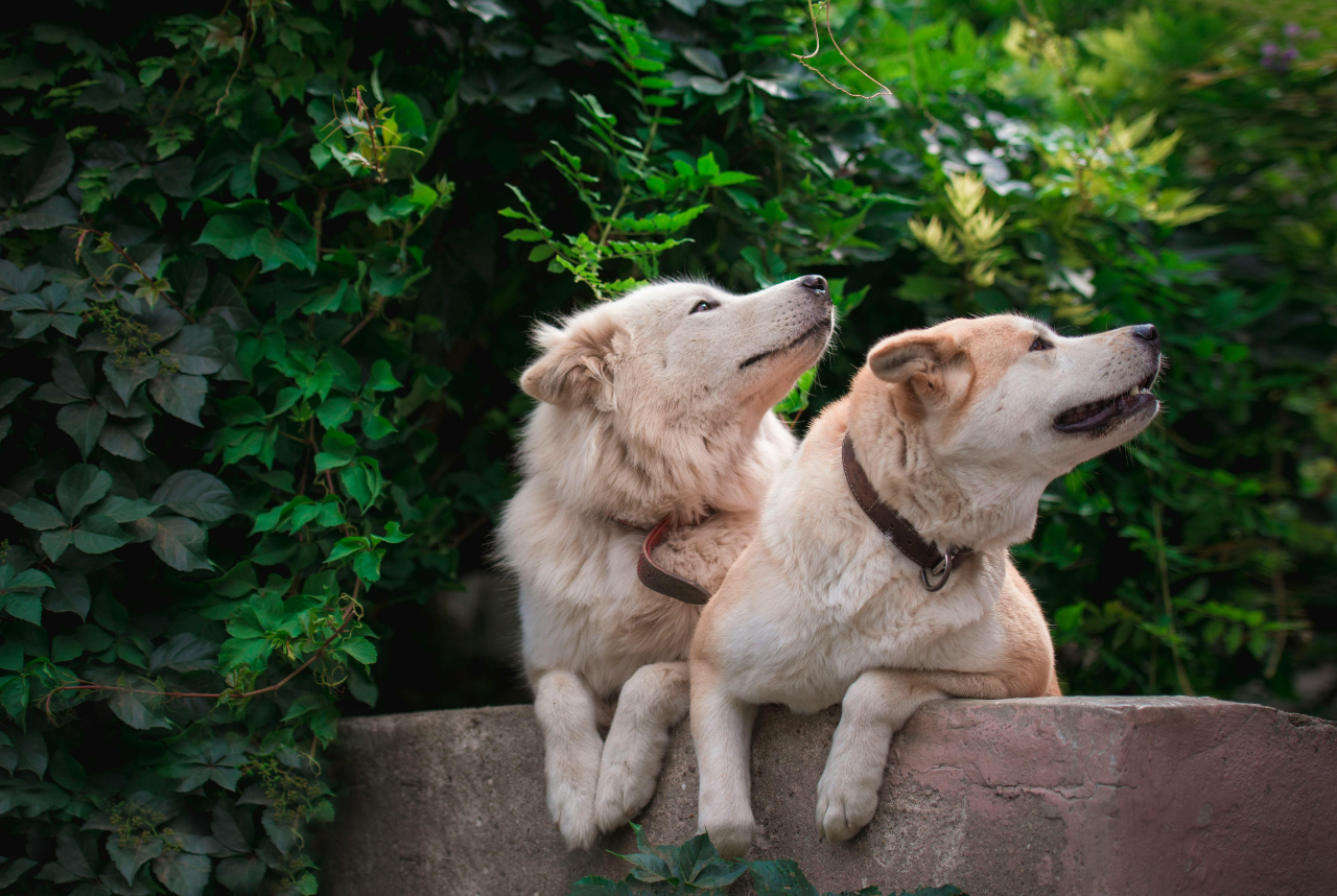 Natural Pain Relief for Dogs: Home Remedies Approved by Vets
