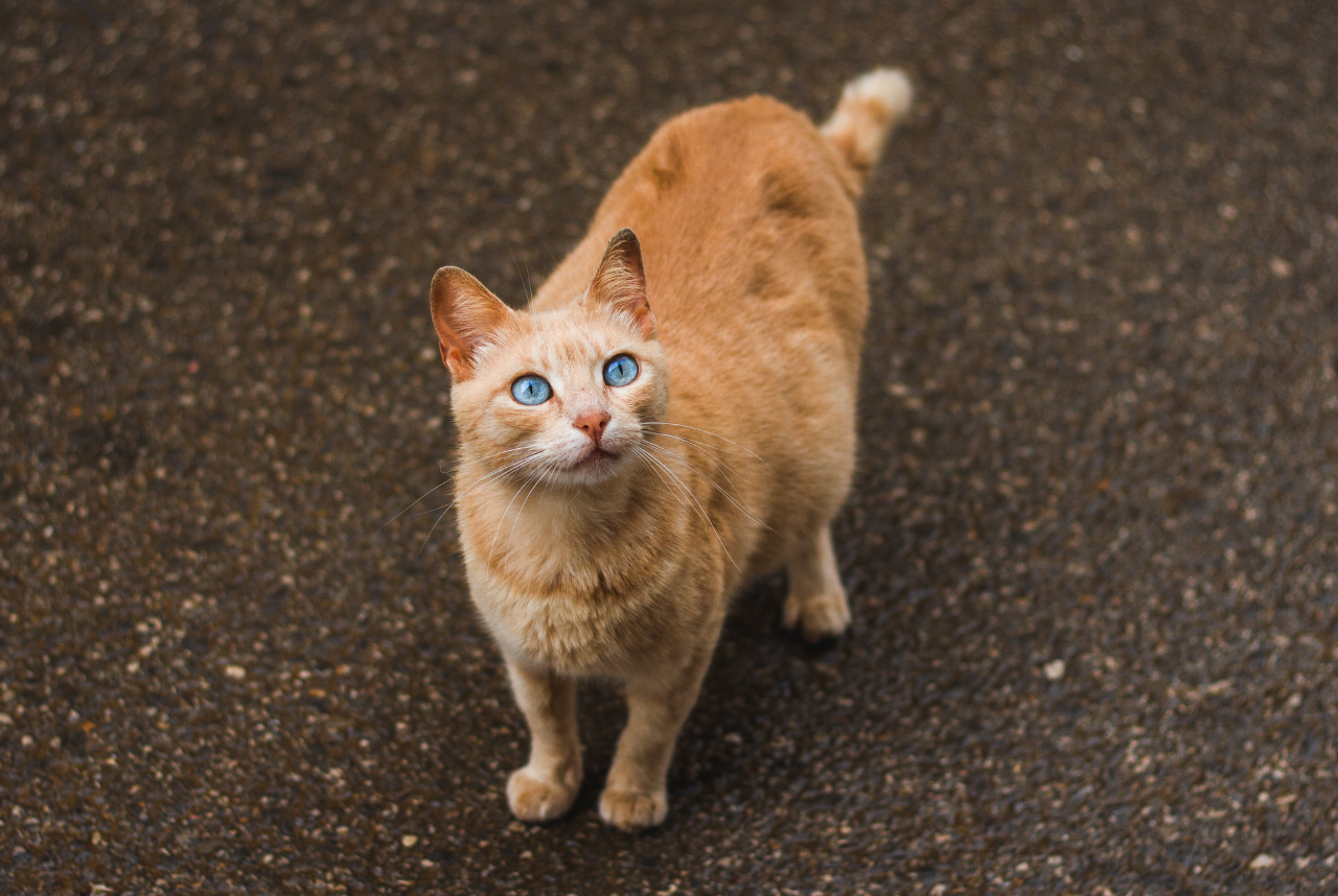 When a Pregnant Cat Has a Serious Illness: What You Should Know