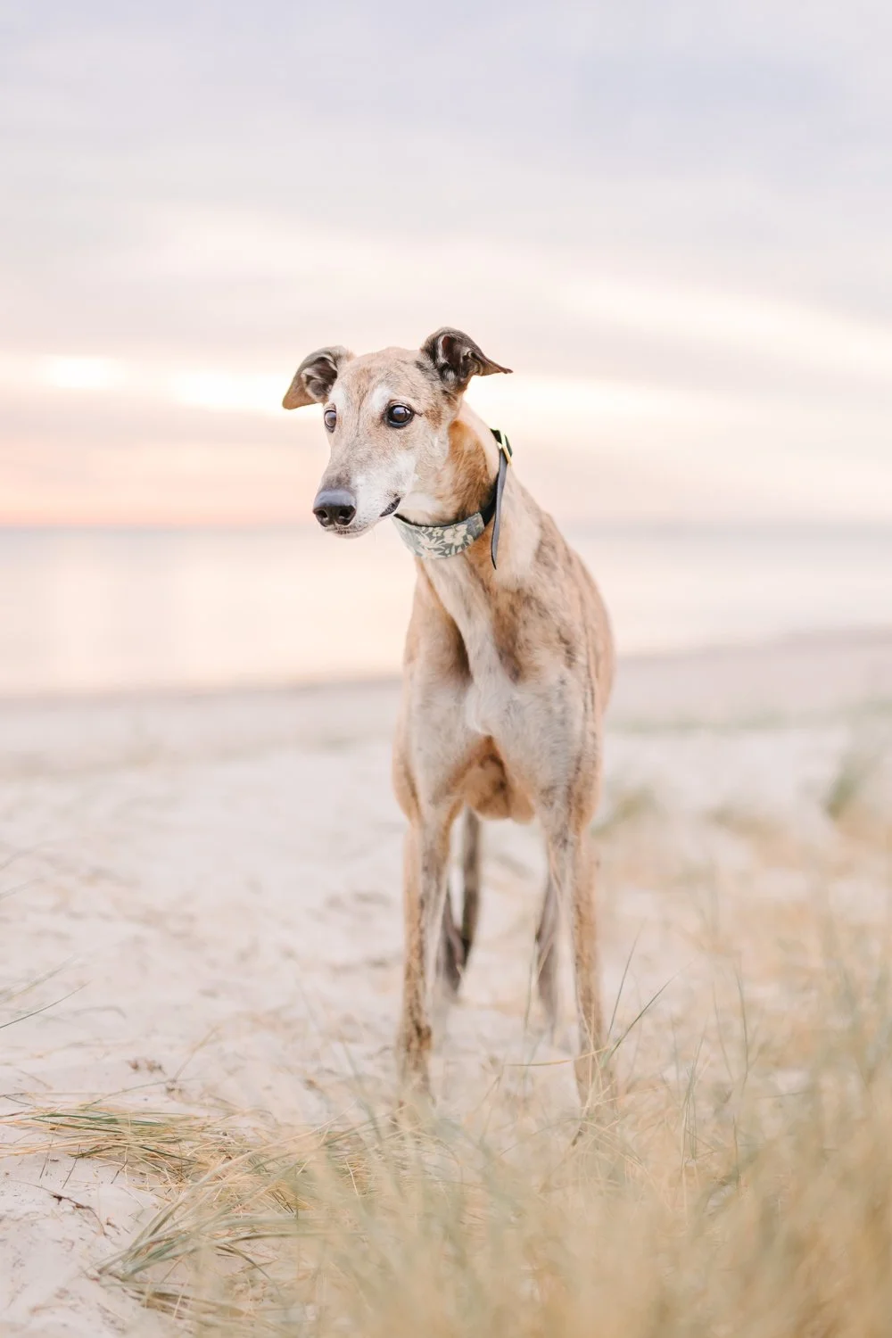 How Long Will a Dog Live? Understanding the Lifespan of Dogs in Human Years