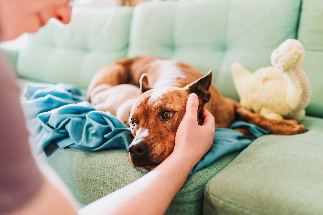 How Do You Know If Your Dog Is In Pain? Key Signs and Symptoms