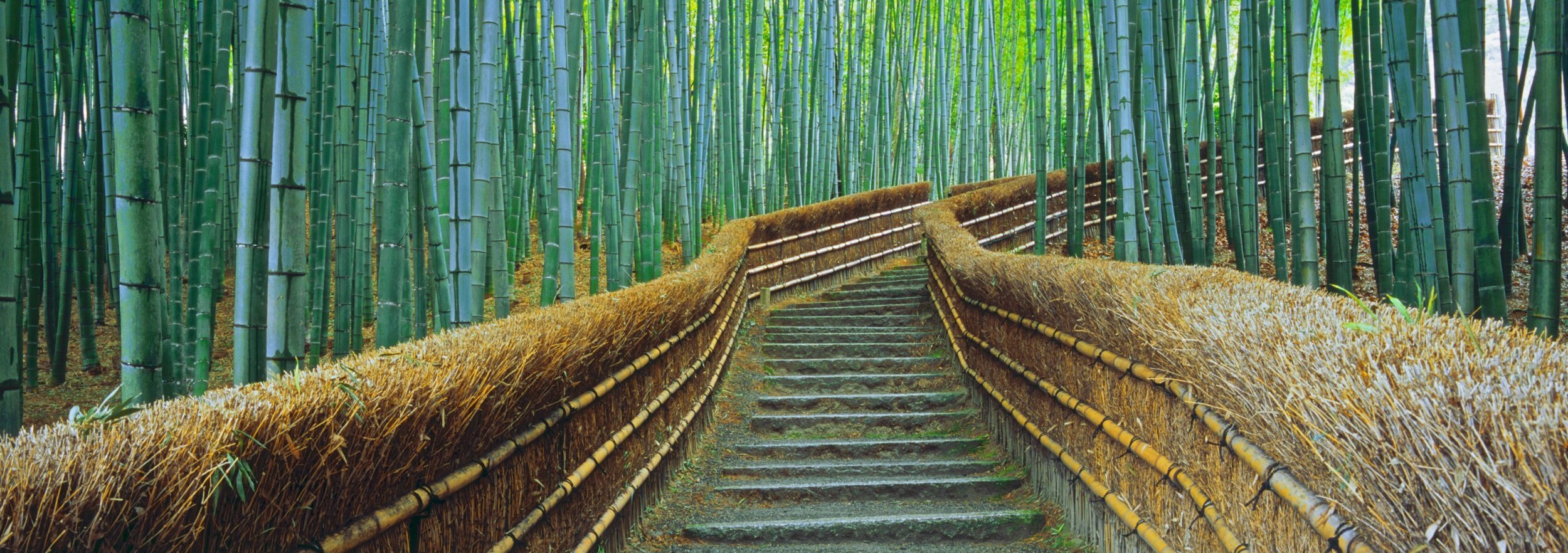 Kyoto+bamboo.jpg