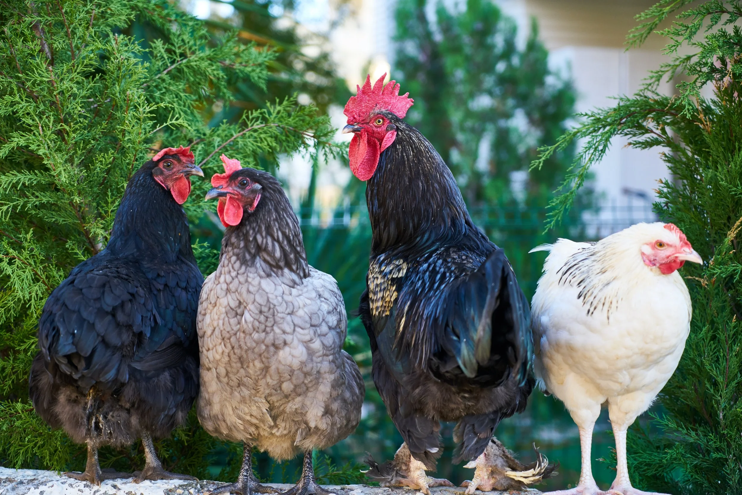 chooks.jpg