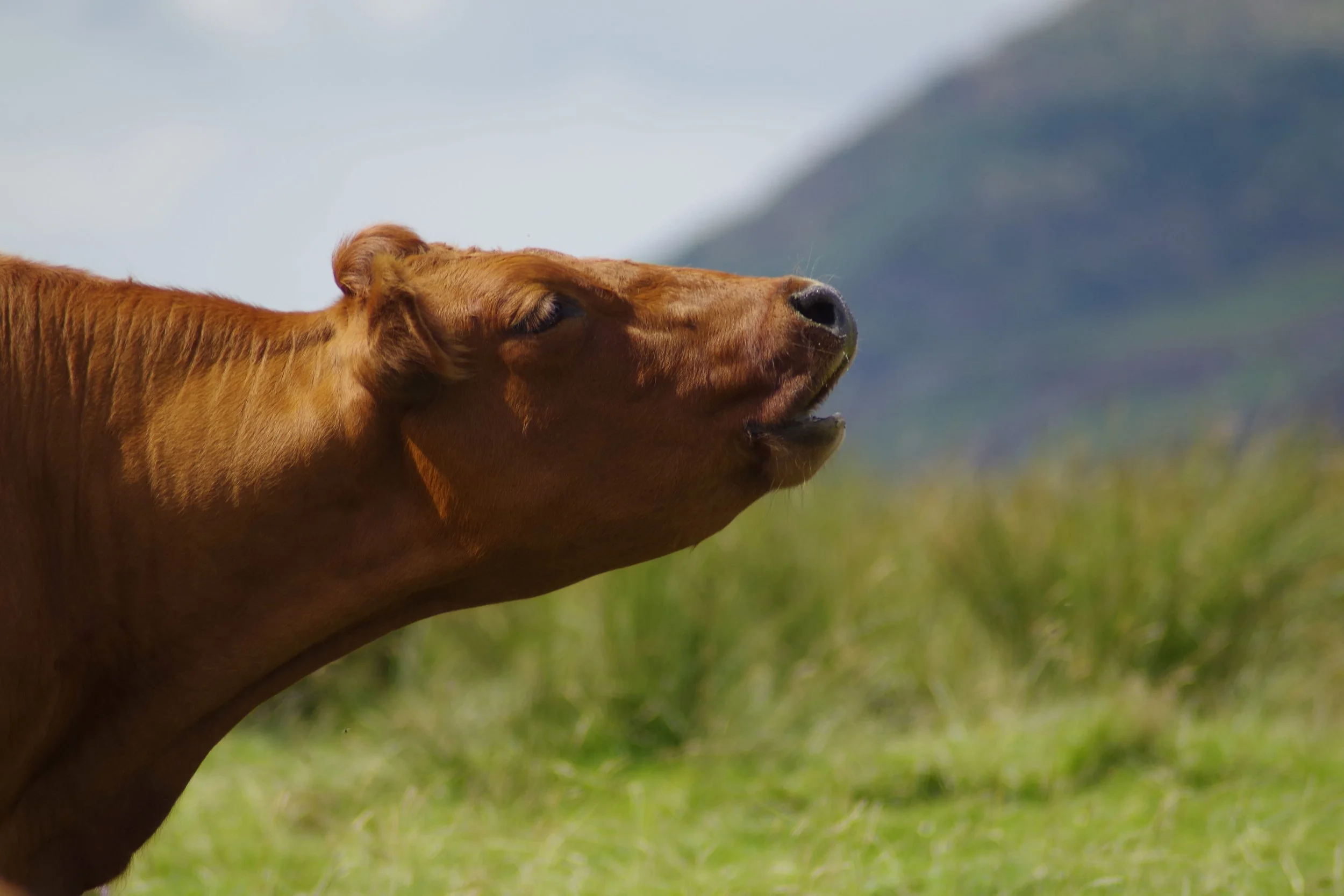 Moo.jpg
