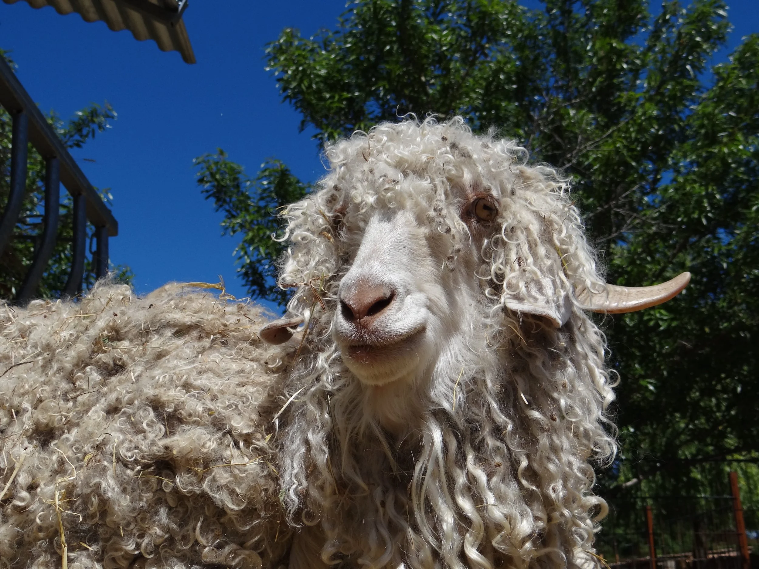 Angora.jpg