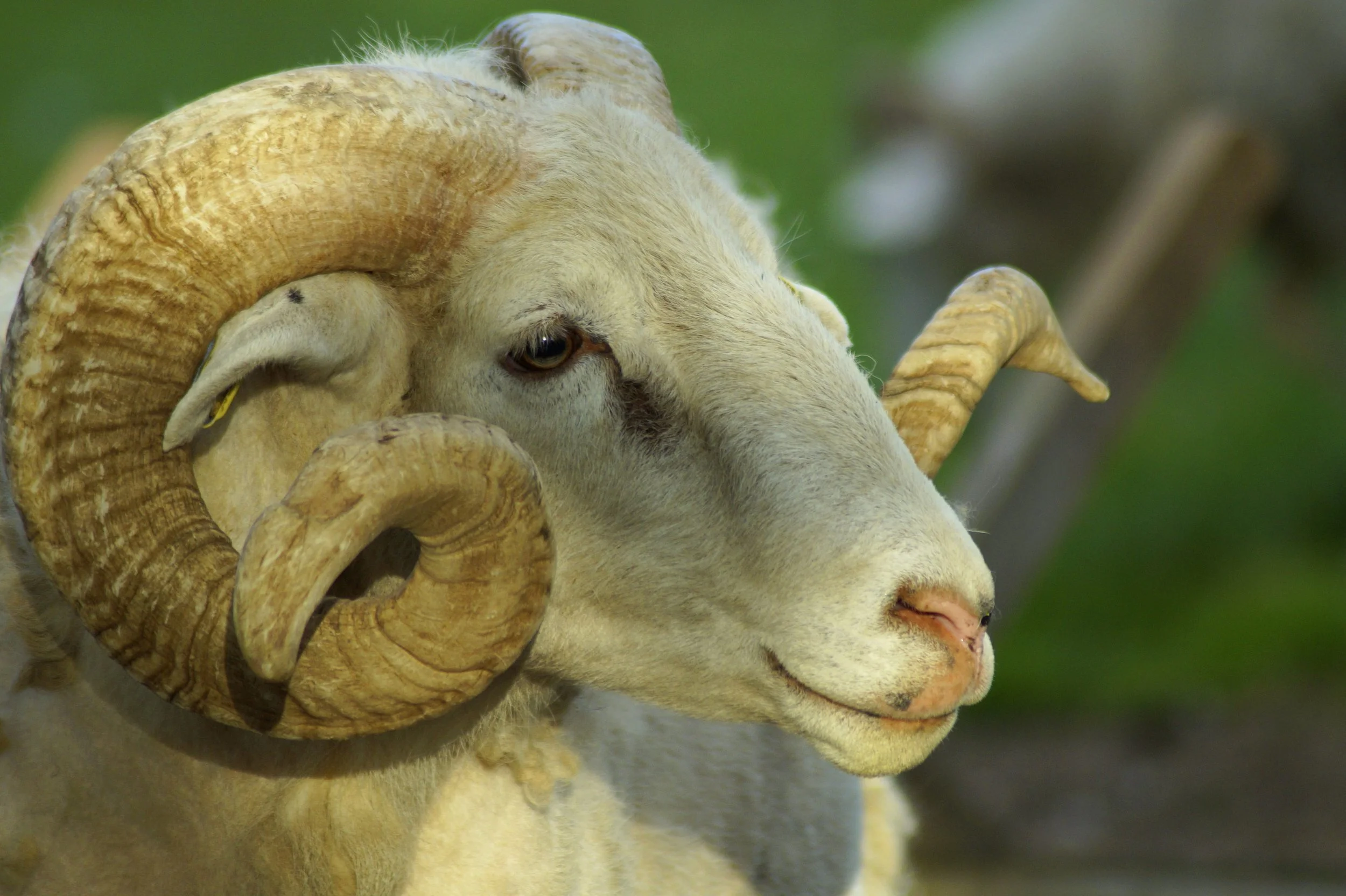 Ram.jpg