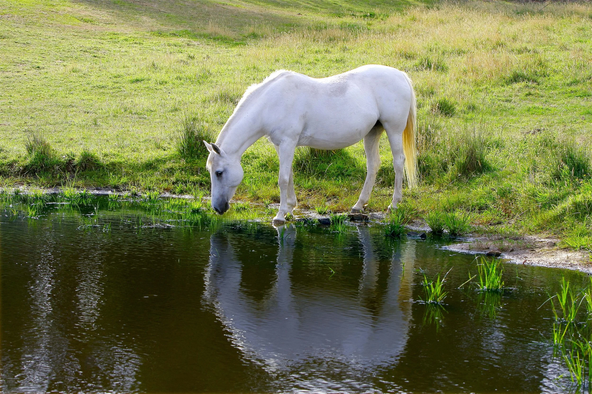 HorseW.jpg