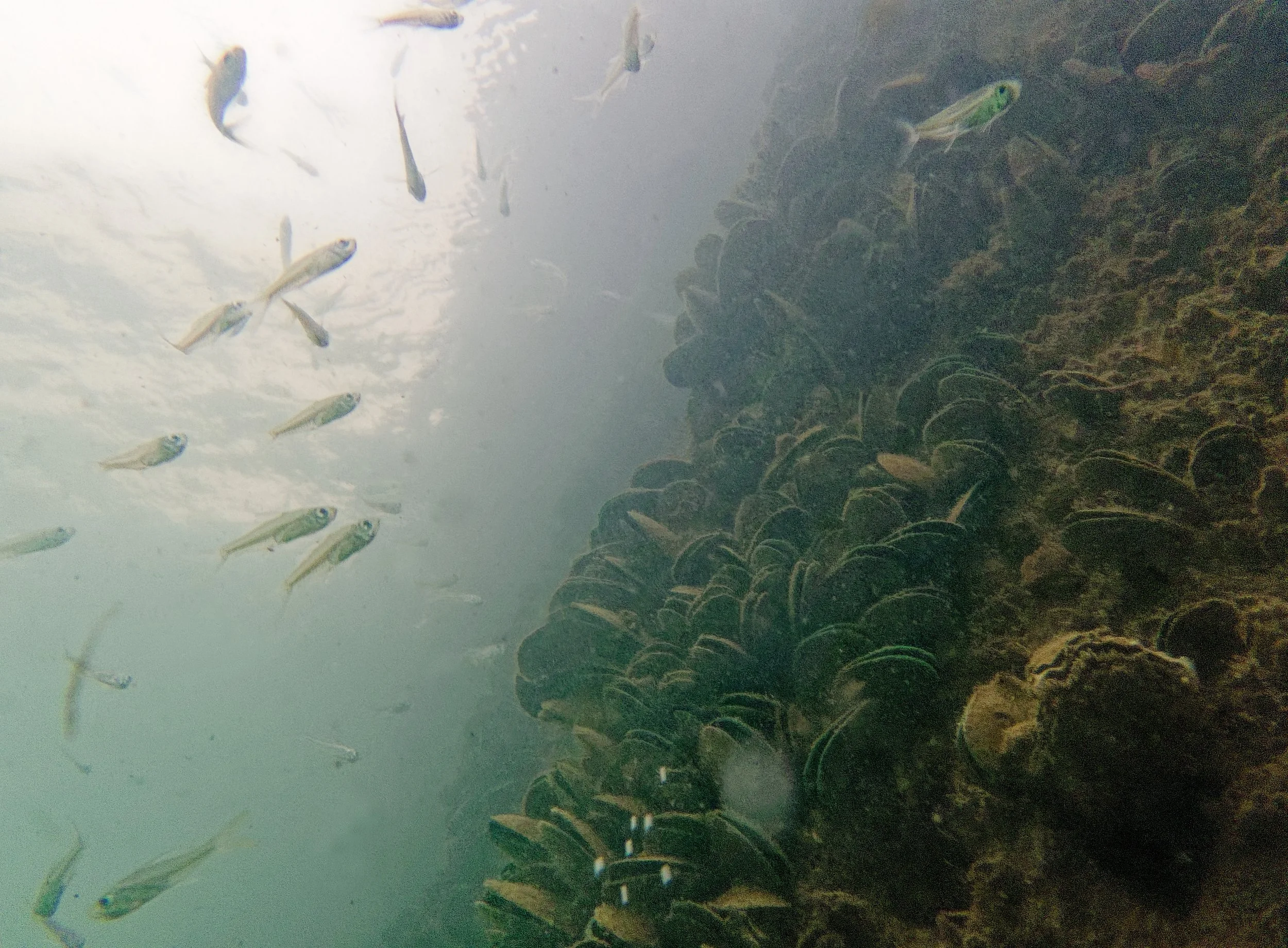Lamma Island Living Seawall