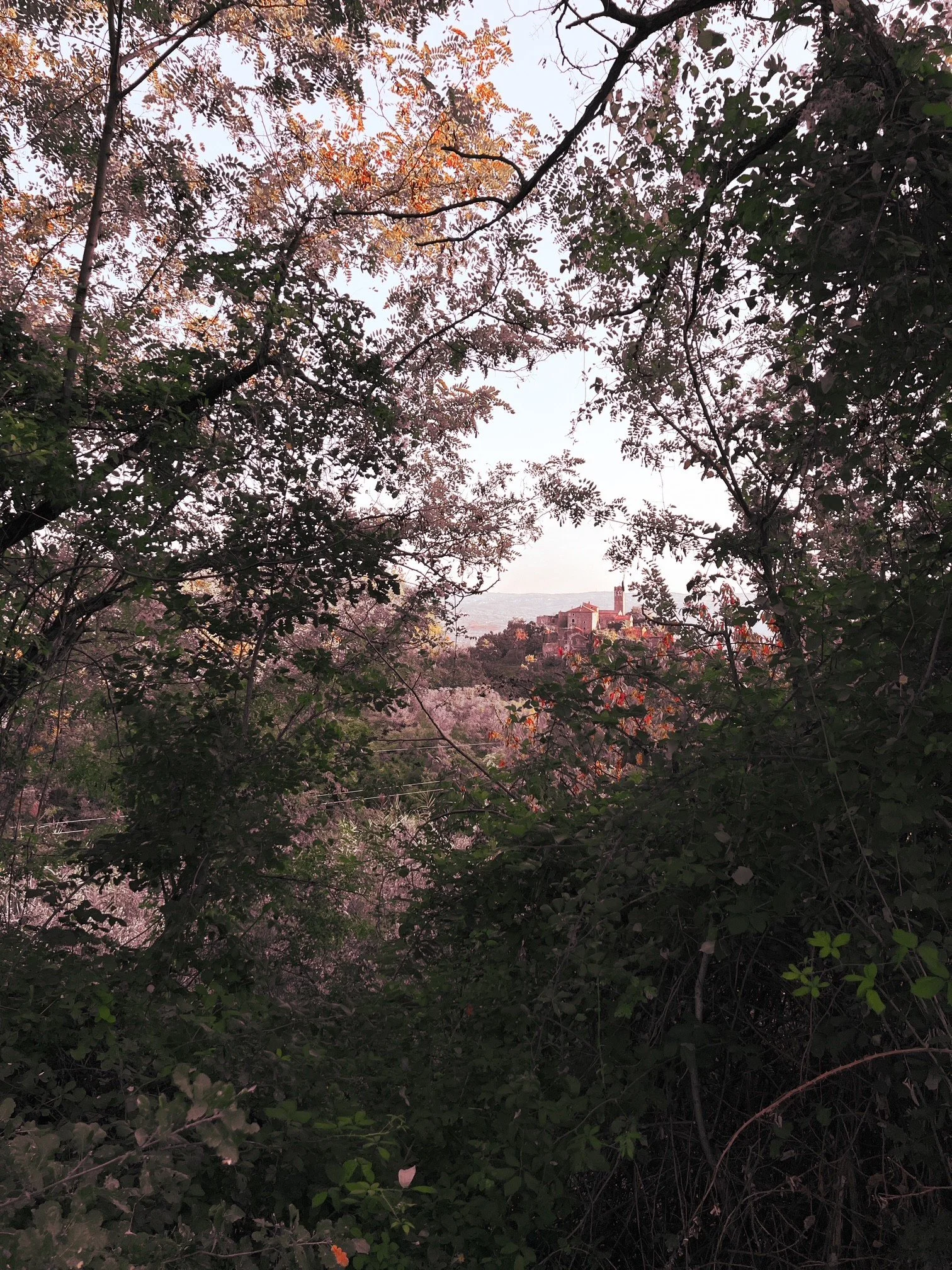 Explore enchanted mountaintop villages and forests of Istria, northern Croatia with Antica Travel Co