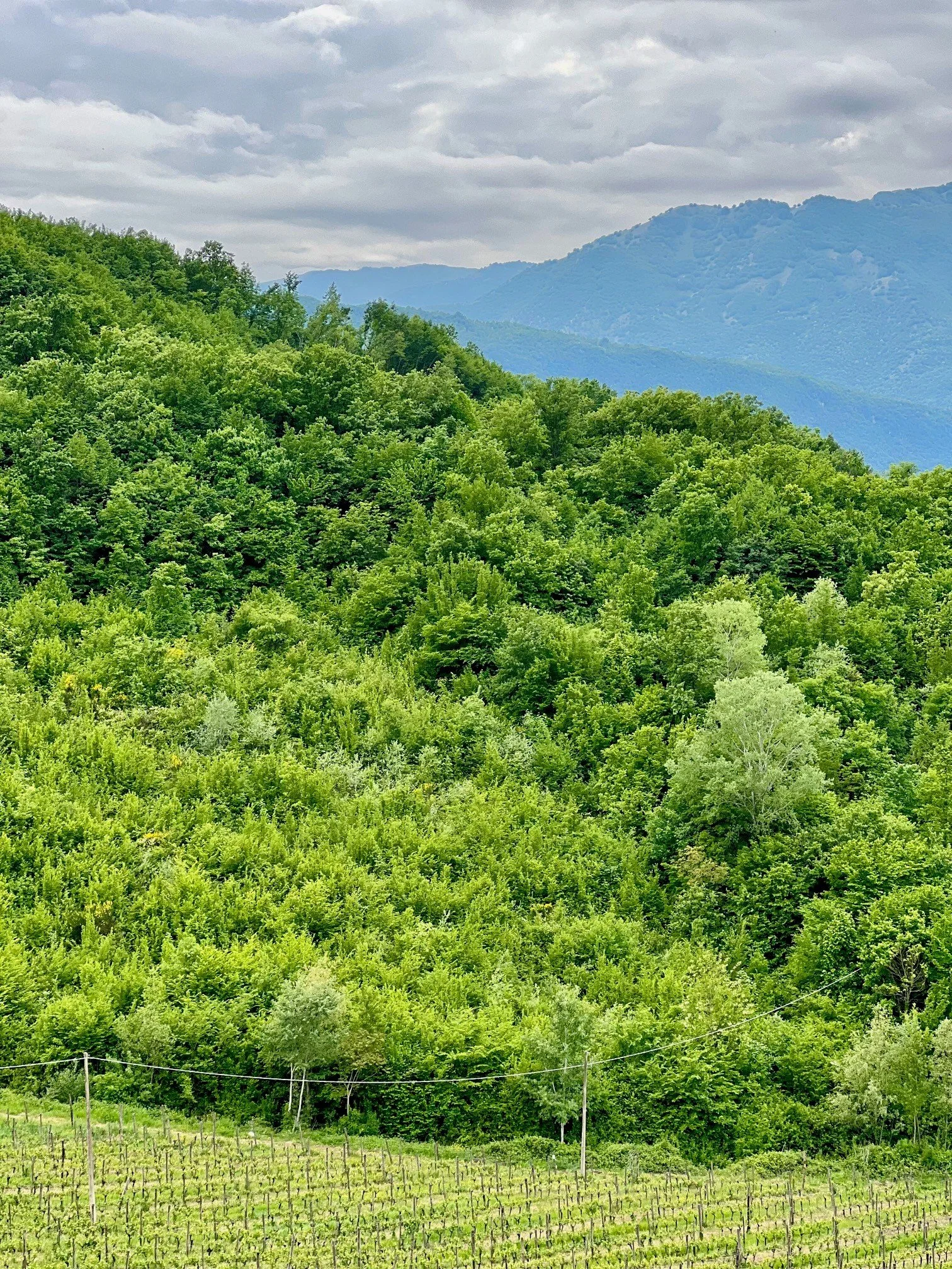 The I Ciacca organic vineyard in Picinisco in the Valle di Comino of Ciociaria. The Wild Heart of Italy. Antica Travel Co