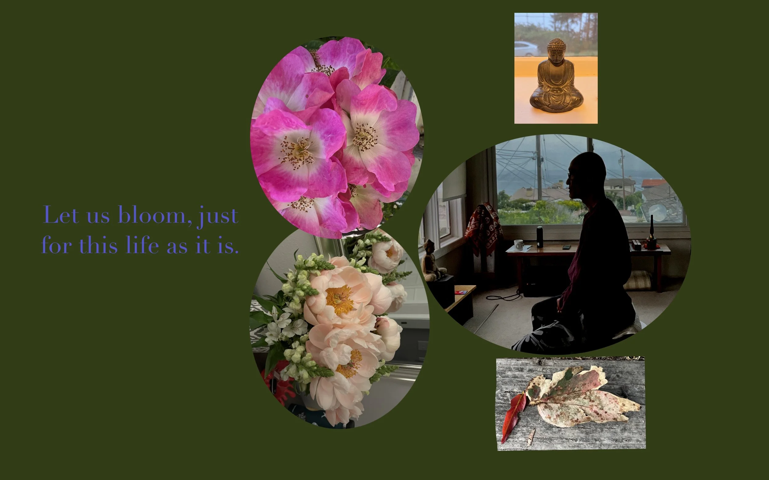 To Bloom — GoCompassion