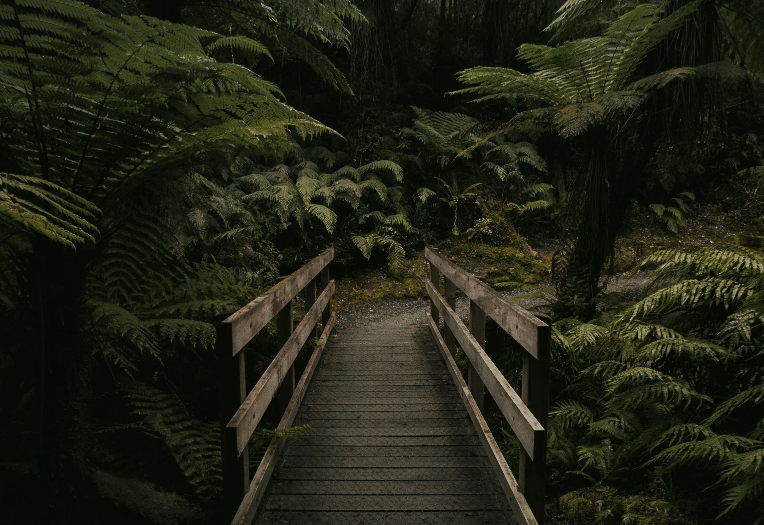 Ferns and a wood bridge in Burnaby BC showing the path of postpartum and perinatal therapy by Robyn Kozak.
