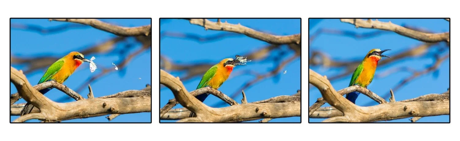 White-fronted Bee-eater_Zambia Triptic_Robert Massey Photography.jpeg