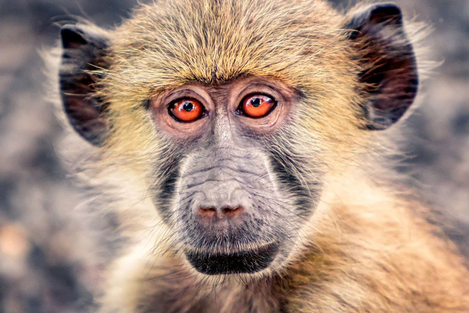 Malbrouck monkey_Zambia_Robert Massey Photography.jpeg