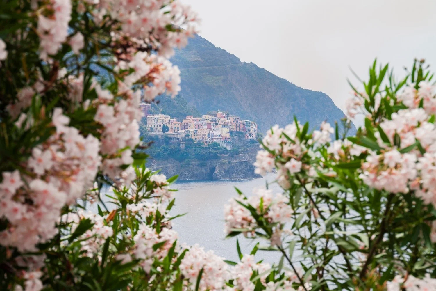 Flower Frame Cinque Terra_Italy_Robert Massey Photography.jpeg