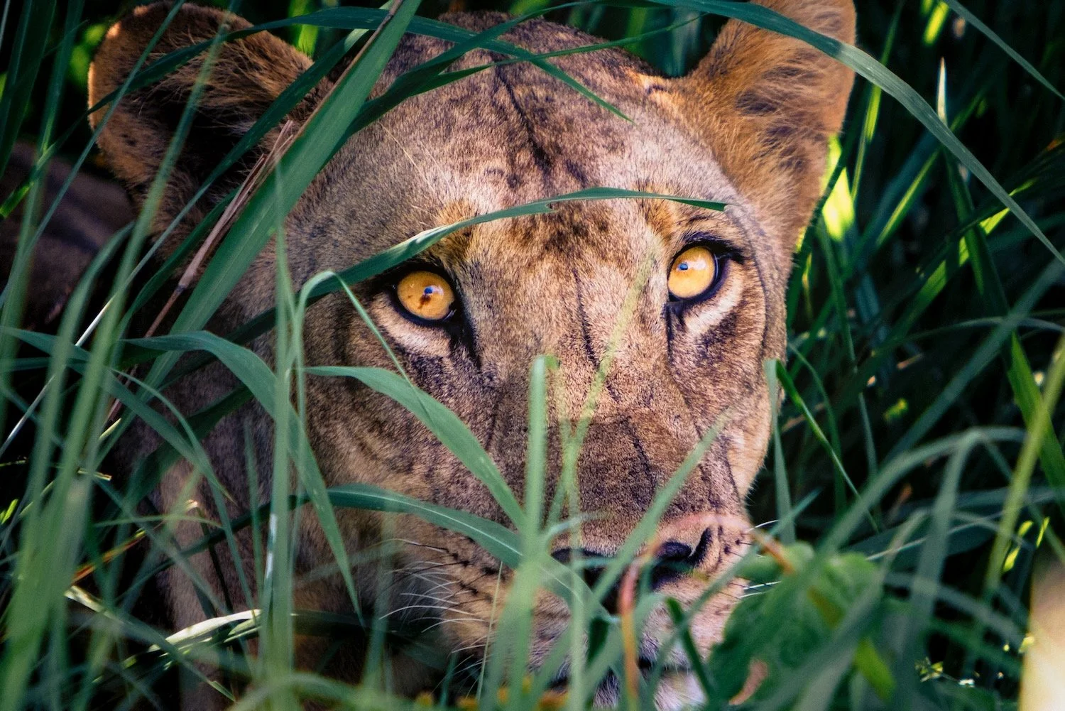 Southern African lion_female closeup_Zambia_Robert Massey Photography.jpeg