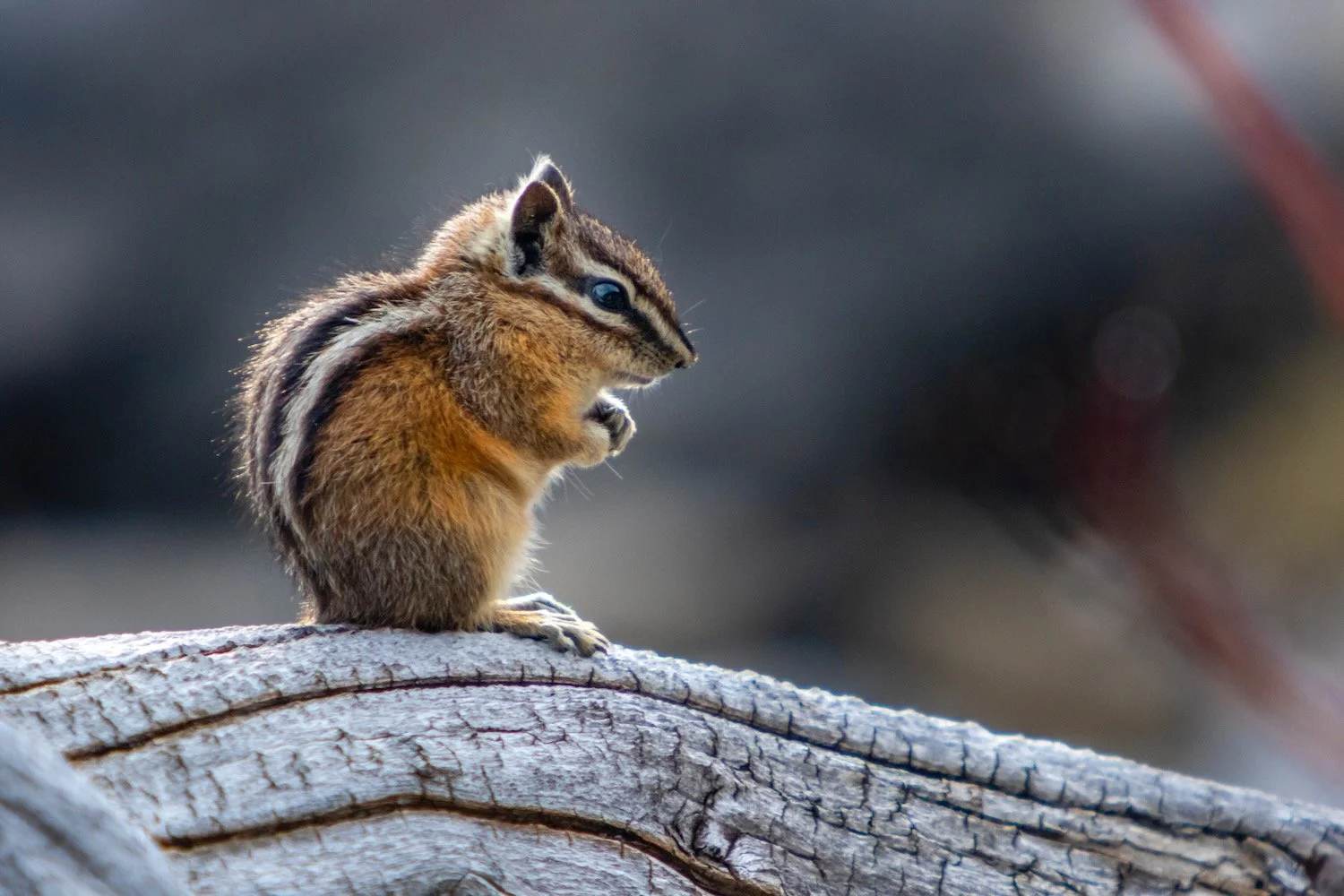 Chipmunk_Upper Kananaskis Lake_Alberta_Robert Massey Photography.jpeg